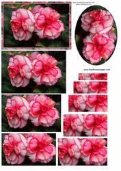 Pink Flowers