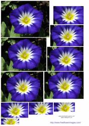 Purple Flower 1