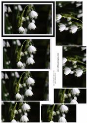 Snowdrops