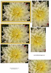 Yellow Flower