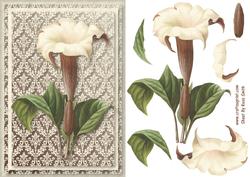 Cream Flower Quick Card