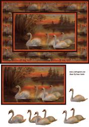 Swans Card Front