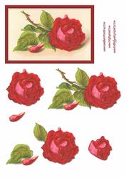 Red Flower