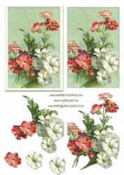 White and Red Flowers