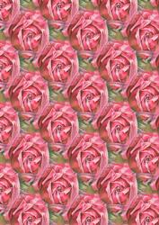 Pink Rose on Fence Backing