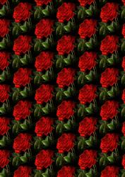 Stunning Red Rose Backing
