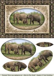 Elephants Quick Card
