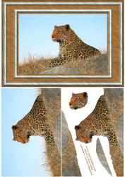 Leopard Quick Card