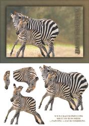Zebra & Baby Quick Card