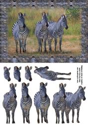 Zebras Quick Card