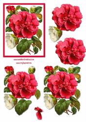 Pink Camellia