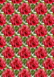Pink Camellia Backing