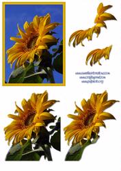 Sunflower Decoupage