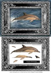 Beautiful Dolphin Quick Card