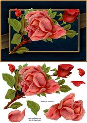 Dramatic Pink Roses Quick Card