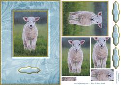 Baby Lamb Quick Card
