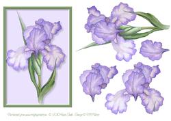 Purple Iris Decoupage