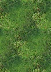 Grass Background