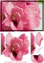 Pink Rhododendrons Card Front