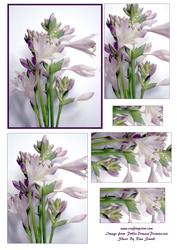 Purple Flowers Pyramage