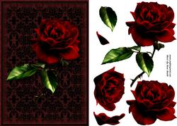 Stunning Red Rose Card Front