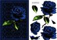 Stunning Blue Rose Card Front