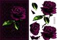 Stunning Pink Rose Card Front