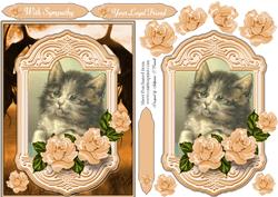 Sympathy for a Cat