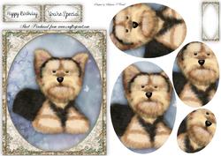 Little Yorkie