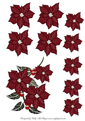 Poinsettia for Step by Step