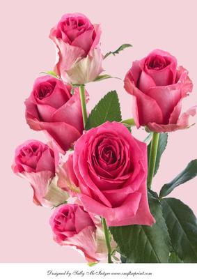 A4 Blush Pink Rose