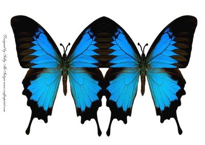 Butterfly Shaped Cards