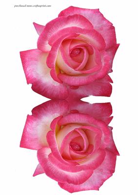 Pink Rose Shaped Card