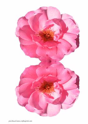 Pink Camelia Shaped Card