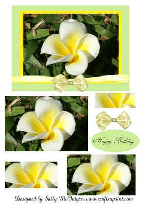 Frangipanni Plumeria Pyramid Happy Birthday