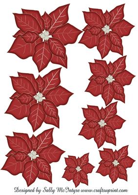Poinsettia Graduated in Size for All Your Christmas Cards