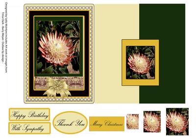Australian Protea Foldback Multiple Greetings You Choose