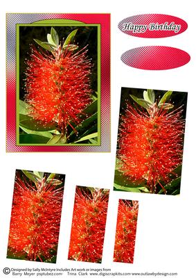Grevillea Twisted Pyramid Happy Birthday