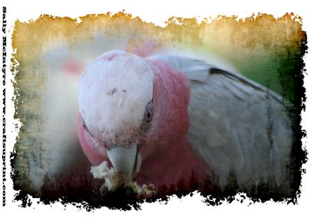 Galah at Ease Photograpic Image .
