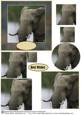 Elephants King of the Jungle