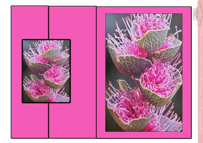 Foldback Card in Hot Pin Flowers of the Outback