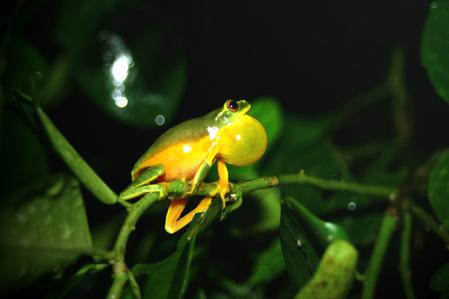 Frog in My Garden
