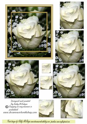 White Rose Harmony
