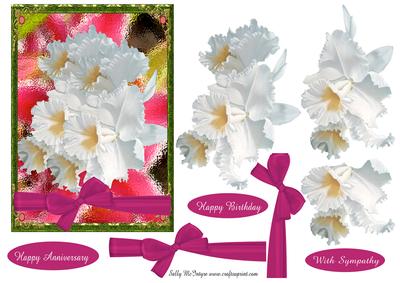 Orchid Beauty