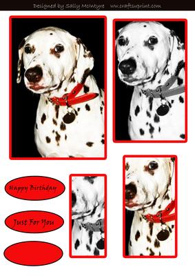 Duo Colour and Black and White Pyramid Dalmation