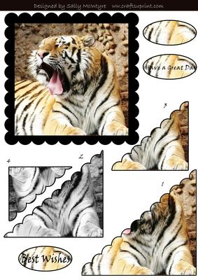 Duo Colour and Black and White Big Cats