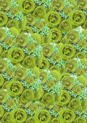 Lime Green Roses and White Babys Breath Background