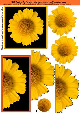 Bright Yellow Sunflower Daisy