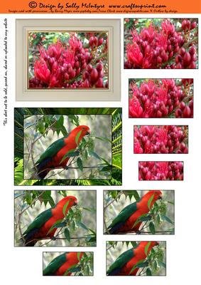 Wild Birds and Parrots Pyramid