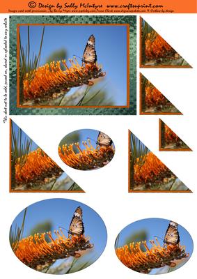 Butterfly Perfection